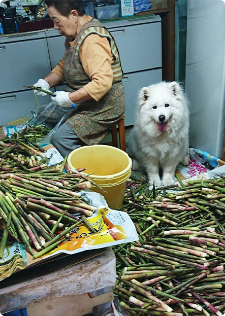 タケノコ採り