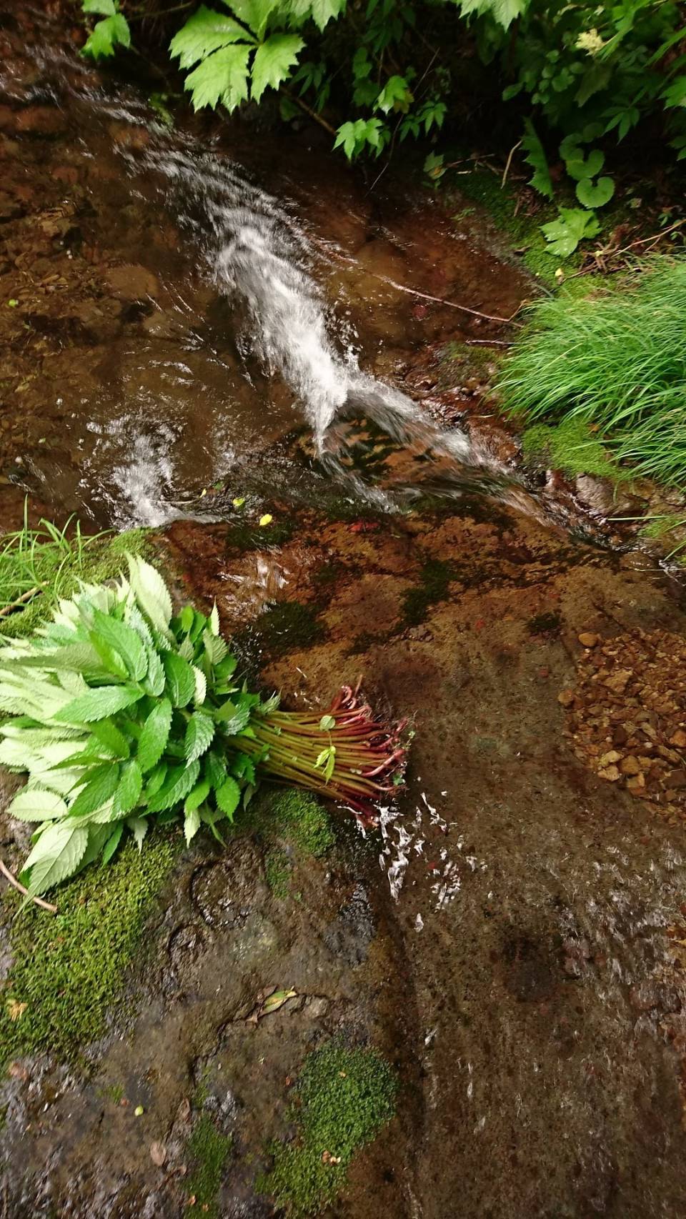 タケノコ採り